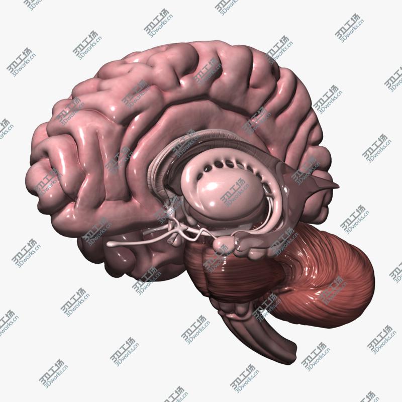 images/goods_img/20210114/Human Brain/1.jpg